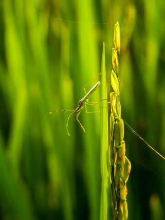 Rice bug is climbing on rice grain,Thailandの写真素材