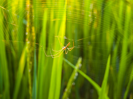 Closeup of beautiful long-jawed spider on rice fieldの写真素材
