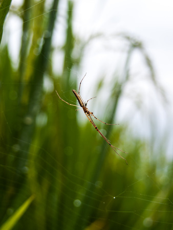 Closeup of beautiful long-jawed spider on rice fieldの写真素材