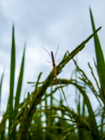Long-jawed spider on rice fieldの写真素材