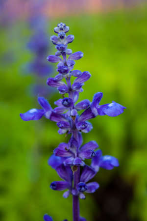 Close up blue tropical flower in green backgroundの写真素材