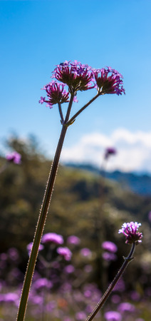 Purple flower with blue skyの写真素材