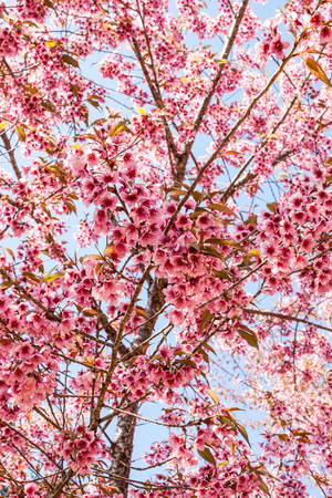 Wild Himalayan Cherry blooming blossom in Chiang Mai,Thailandの写真素材