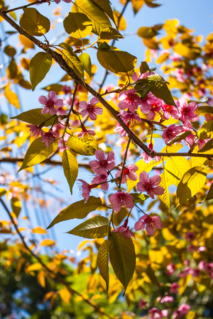 Wild Himalayan Cherry blooming blossom in Chiang Mai,Thailandの写真素材