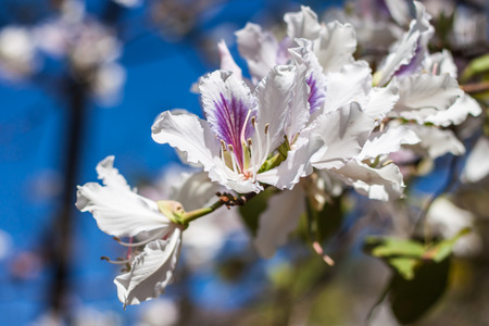 Flower of the White Orchid Tree  Bauhinia Variegata  ,Thailandの写真素材