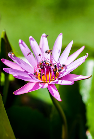 Little bees is flying around purple lotus の写真素材