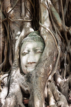 Head of Sandstone Buddha in The Tree Roots at Wat Mahathat, Ayutthaya, Thailandの写真素材