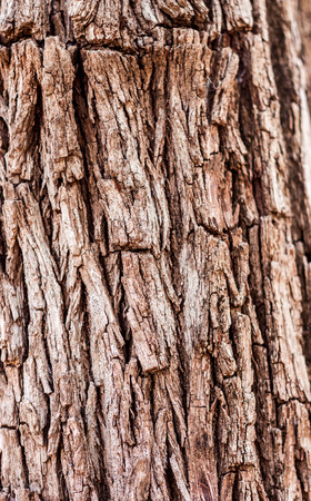 Background of bark treeの写真素材