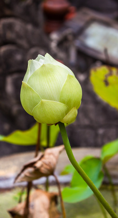 White lotus (  NELUMBO NUCIFERA ) is blooming.の写真素材