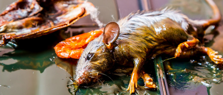 Rats caught in glue trapsの写真素材