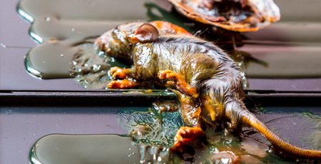 rats caught in glue traps Focus on the legs.の写真素材