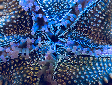 Close up detail of the underside oe starfish in fish tank.の写真素材