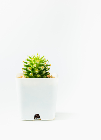 Cactus in pot on white background.の写真素材