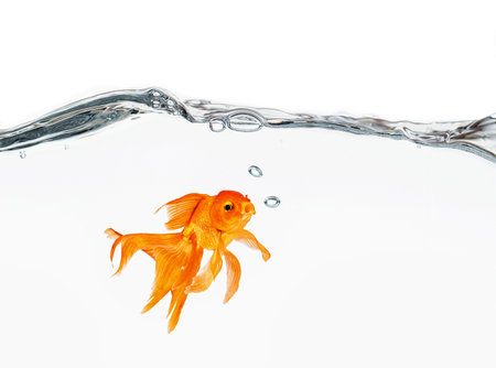 Water wave and splash on white background.の写真素材