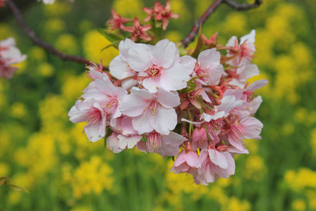 Early pink cherry blossoms in Kawazuの写真素材
