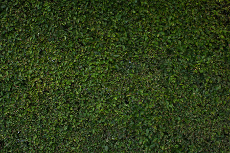 Green background branches of siamese rough bushの写真素材