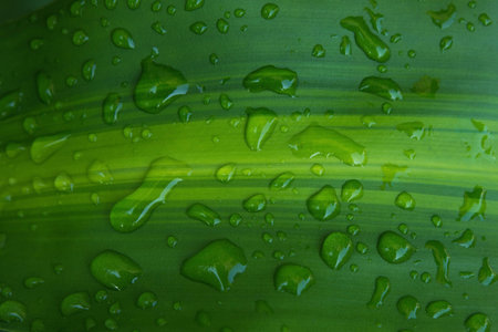 rain water drop on green leaf backgroundの写真素材