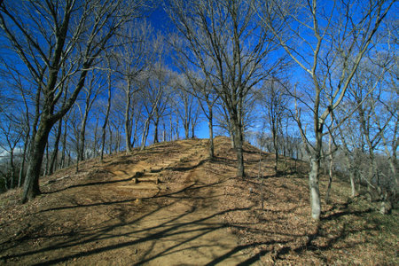 Way to mountain top between tree without leaves against a bright blue sky.の写真素材