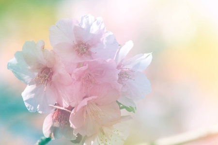 Beautiful flowers with sweet color in soft color and blur style backgroundの写真素材