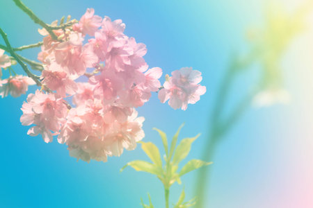 Beautiful flowers with sweet color in soft color and blur style backgroundの写真素材