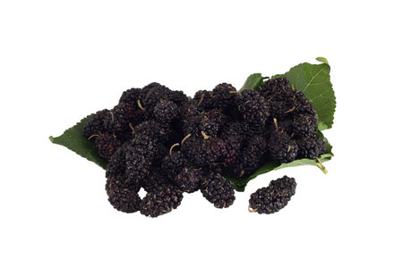 Fresh red mulberry with leaf isolated on white backgroundの写真素材