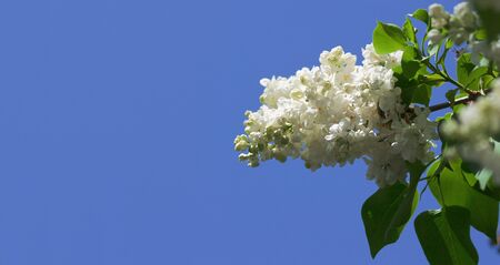 White lilac against a background of clear blue sky の写真素材