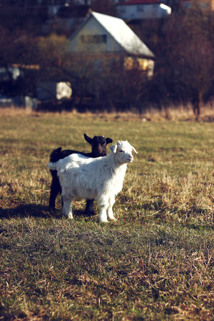 Goats in the villageの写真素材