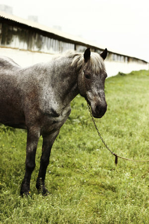Horse stables nearの写真素材