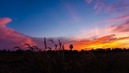 Red sky in the rice farmの写真素材