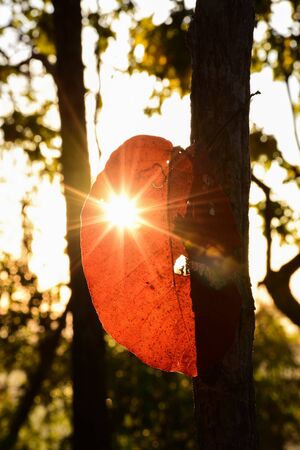 Sunlight leak from red leaf in winter seasonの写真素材