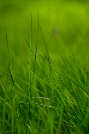 Fresh green grass under the shining sunの写真素材