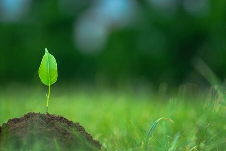 Small green plant starting to grow from the pure eco soil over the green grass backgroundの写真素材