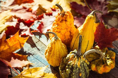 Decorative gourd on a rustic wooden tableの写真素材