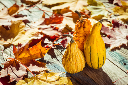 Decorative gourd on a rustic wooden tableの写真素材