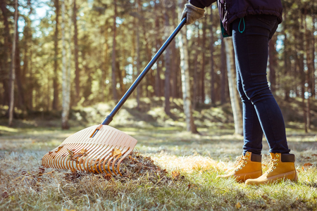 Removal of dry autumn leaves by rakeの写真素材
