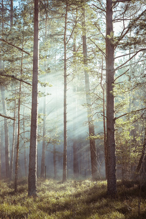 Forest fire. Clouds of heavy smoke in the wild forestの写真素材