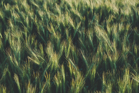 Harvest. Rye field in the sunsetの写真素材