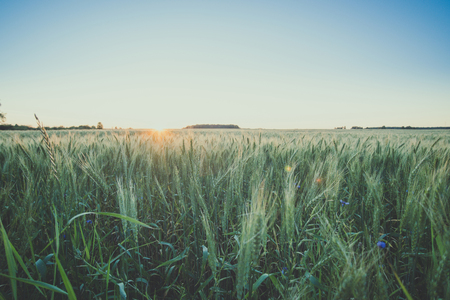 Harvest. Rye field in the sunsetの写真素材