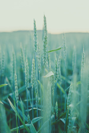 Harvest. Wheat field in the sunsetの写真素材