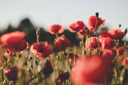Background. Red, wild poppies in the meadow at sunsetの写真素材