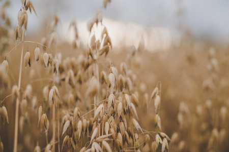 Agriculture. Ears of wild oat in the field