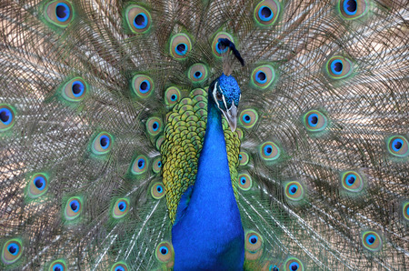 PEACOCKの写真素材
