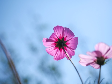 Beautiful pink flower in gardenの素材