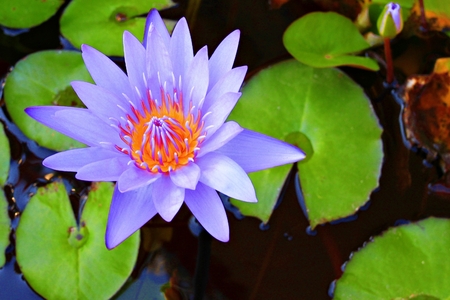 Lotus flowerの写真素材