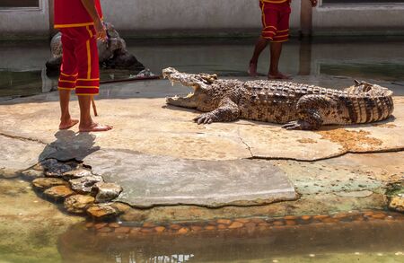 Crocrodile in farm fight with a manの写真素材