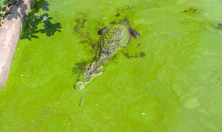 Crocrodile in farm clim up from dirty pondの写真素材