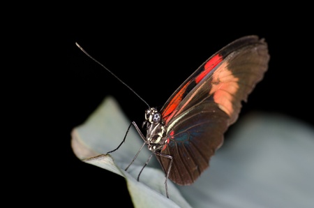 butterflyの写真素材