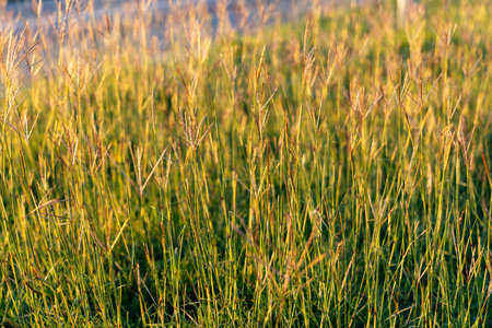 A sunlit field of tall grass sways gently in a quiet meadow, capturing natural textures, green hues, and soft light. Ideal for nature, outdoor, and rural lifestyle themes.の写真素材