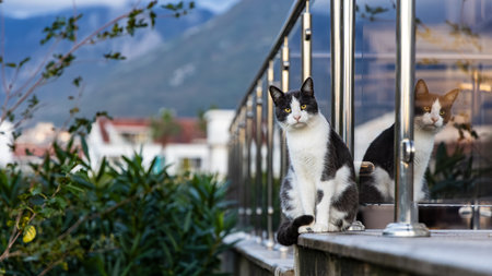 A calm black-and-white cat sits on a railing beside glass, its reflection visible. The urban backdrop with distant mountains adds a peaceful moment to a busy cityscape.の写真素材