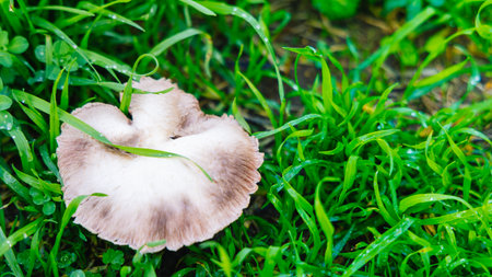 A delicate mushroom rests among dewy grass and clover in a damp garden scene. Natural and peaceful, it captures the calm, earthy mood of a rainy outdoor moment.の写真素材